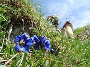 44 Gentiana acaulis (Genziana di Koch)